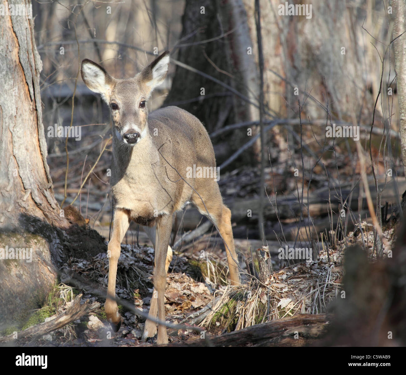 Photo prise de près d'un cerf biche dans les bois à la fin de l'hiver. Banque D'Images