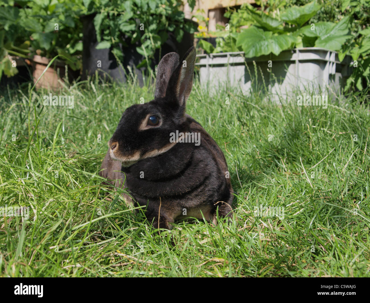 Lapin nain Rex dans le jardin arrière. UK Banque D'Images