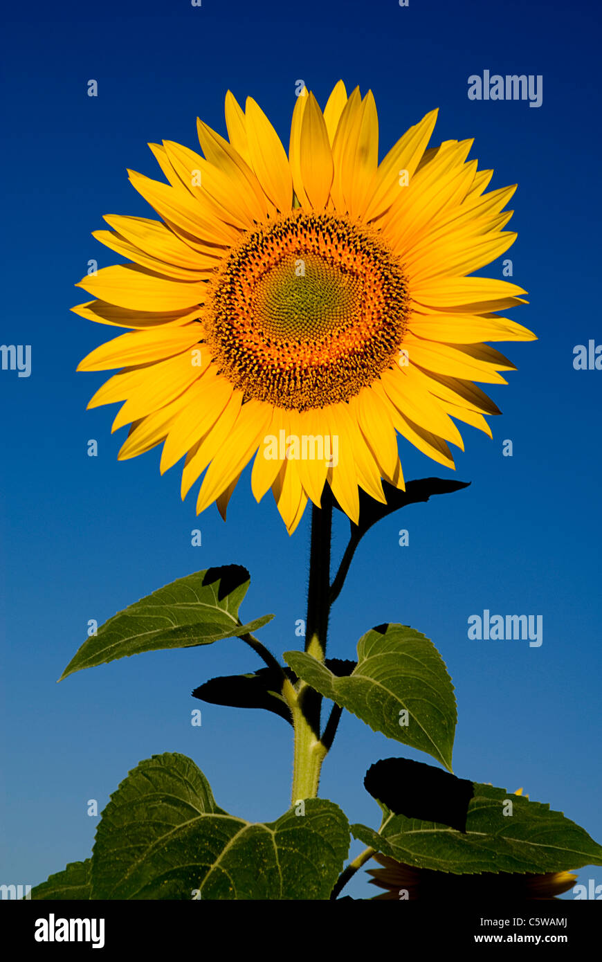 France, Provence, Rognes, Sunflower, Close up Banque D'Images