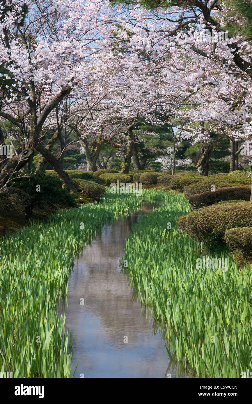 Fleurs de cerisier et de Kyokusui, Kenrokuen Kanazawa, Ishikawa, Japon Banque D'Images