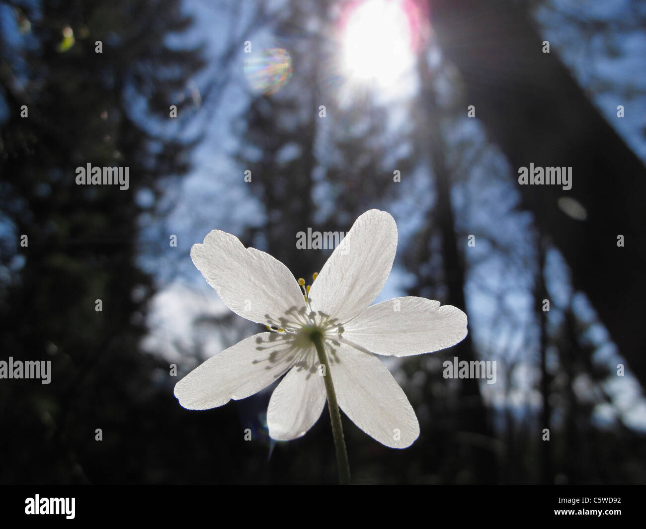 Allemagne, Bavière, Close up of wood anemone fleur avec lens flare Banque D'Images