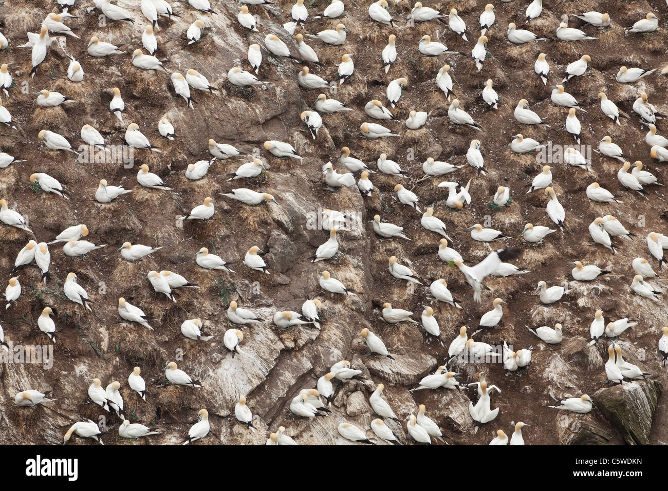Fou de Bassan (Sula bassana, Morus bassanus), section de colonie de nidification, Hermaness, Shetland. Banque D'Images