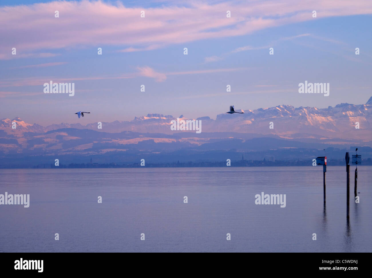 Allemagne, Baden WÃ¼rttemberg, Immenstaad, cygnes voler au-dessus de l'eau Banque D'Images