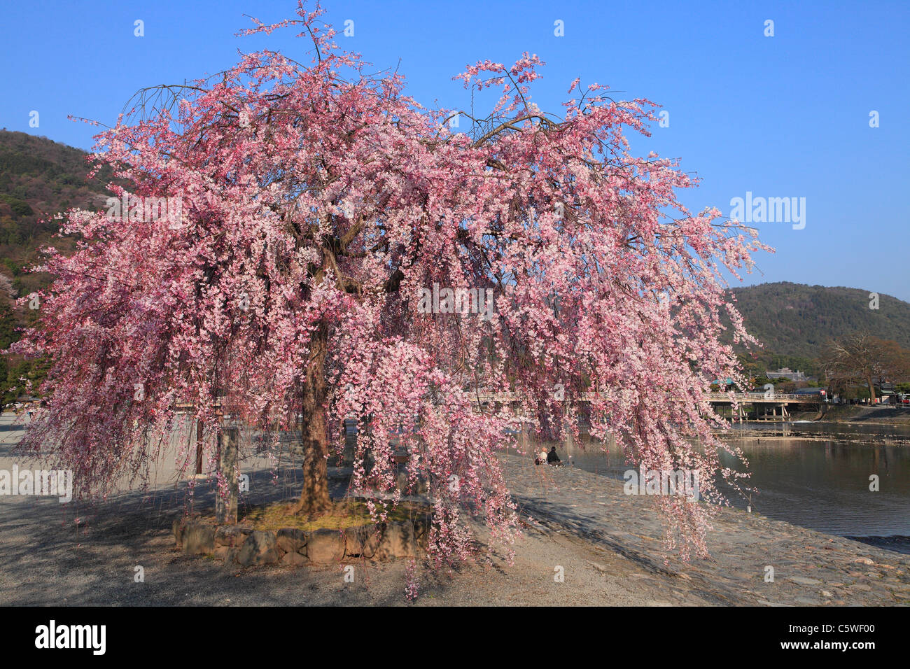 Les cerisiers en fleurs à Kyoto, Arashiyama, Kyoto, Japon Banque D'Images
