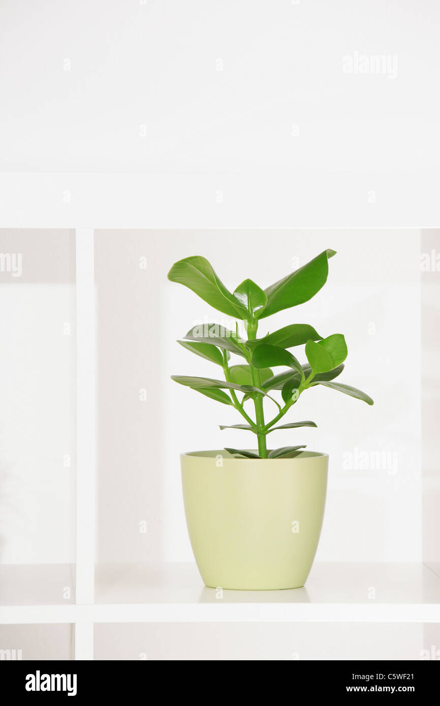 Plante en pot de fleurs, Close up Banque D'Images