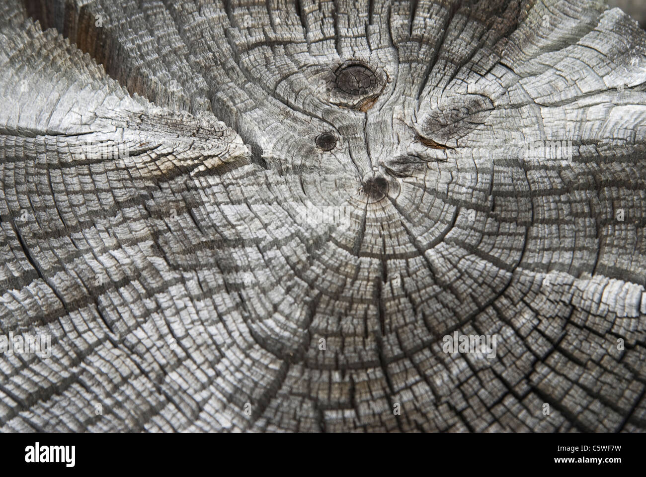 Tronc de l'arbre, les cernes annuels, Close up Banque D'Images