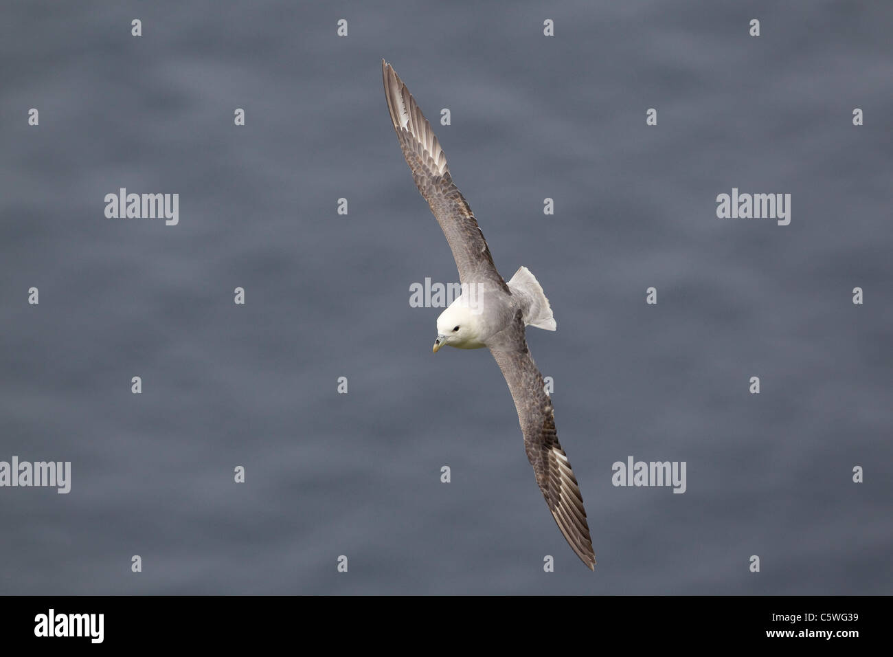 Le Fulmar boréal (Fulmarus glacialis). Des profils en vol au-dessus de la mer, Shetland, Ecosse, Grande-Bretagne. Banque D'Images