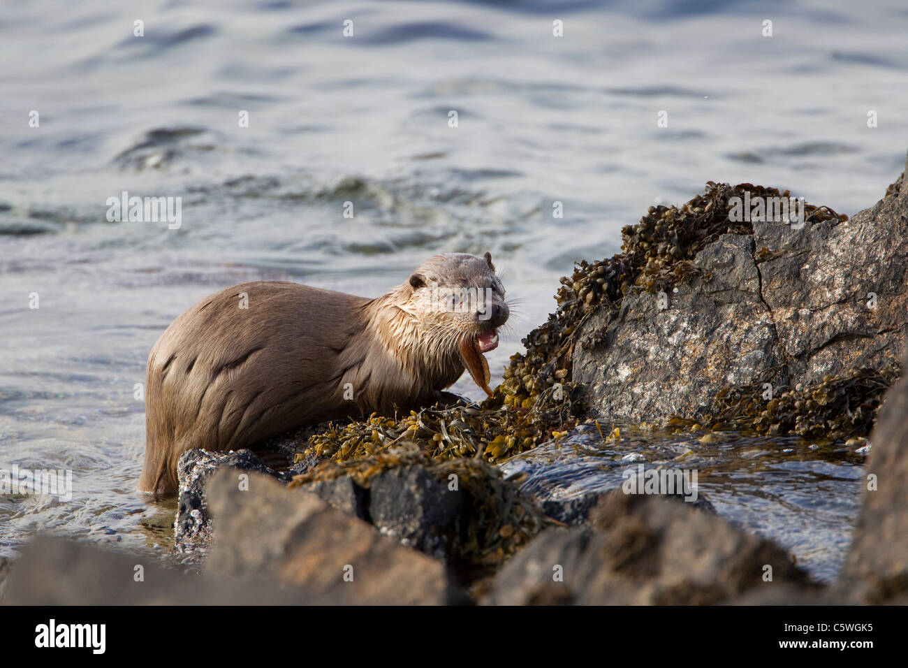 Rivière européenne loutre (Lutra lutra) se nourrissent d'une Rockling sur côte rocheuse. Shetland, Ecosse, Grande-Bretagne. Banque D'Images