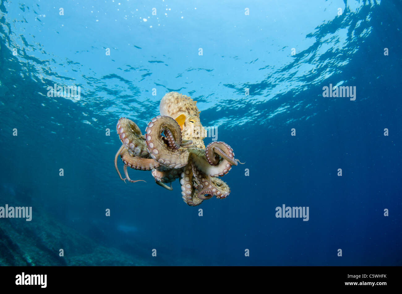 Poulpe commun, Octopus vulgaris, Kornati, Croatie, Méditerranée Banque D'Images