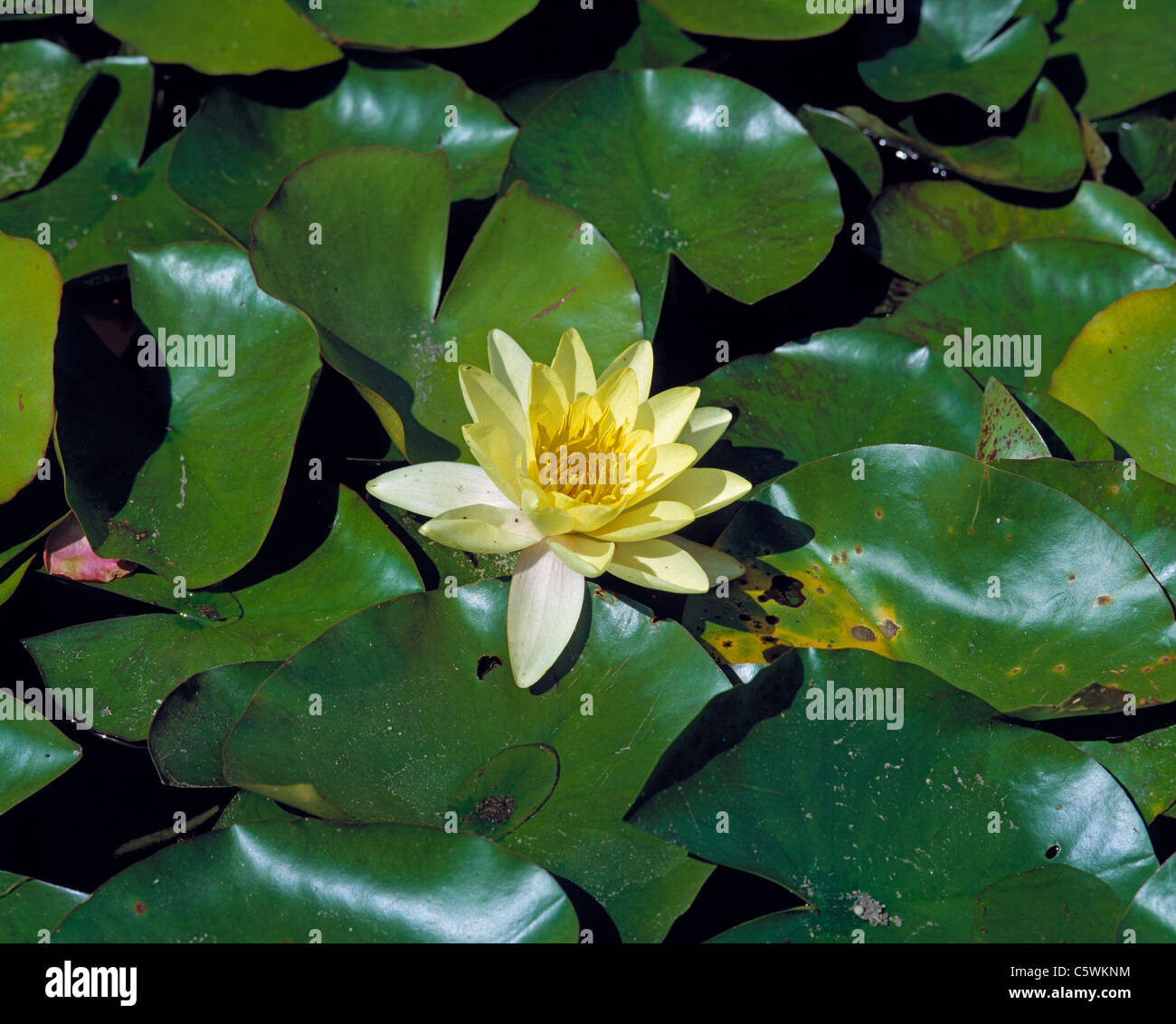 Natur, Pflanzenwelt, Wasserpflanze, Weisse Seerose Banque D'Images