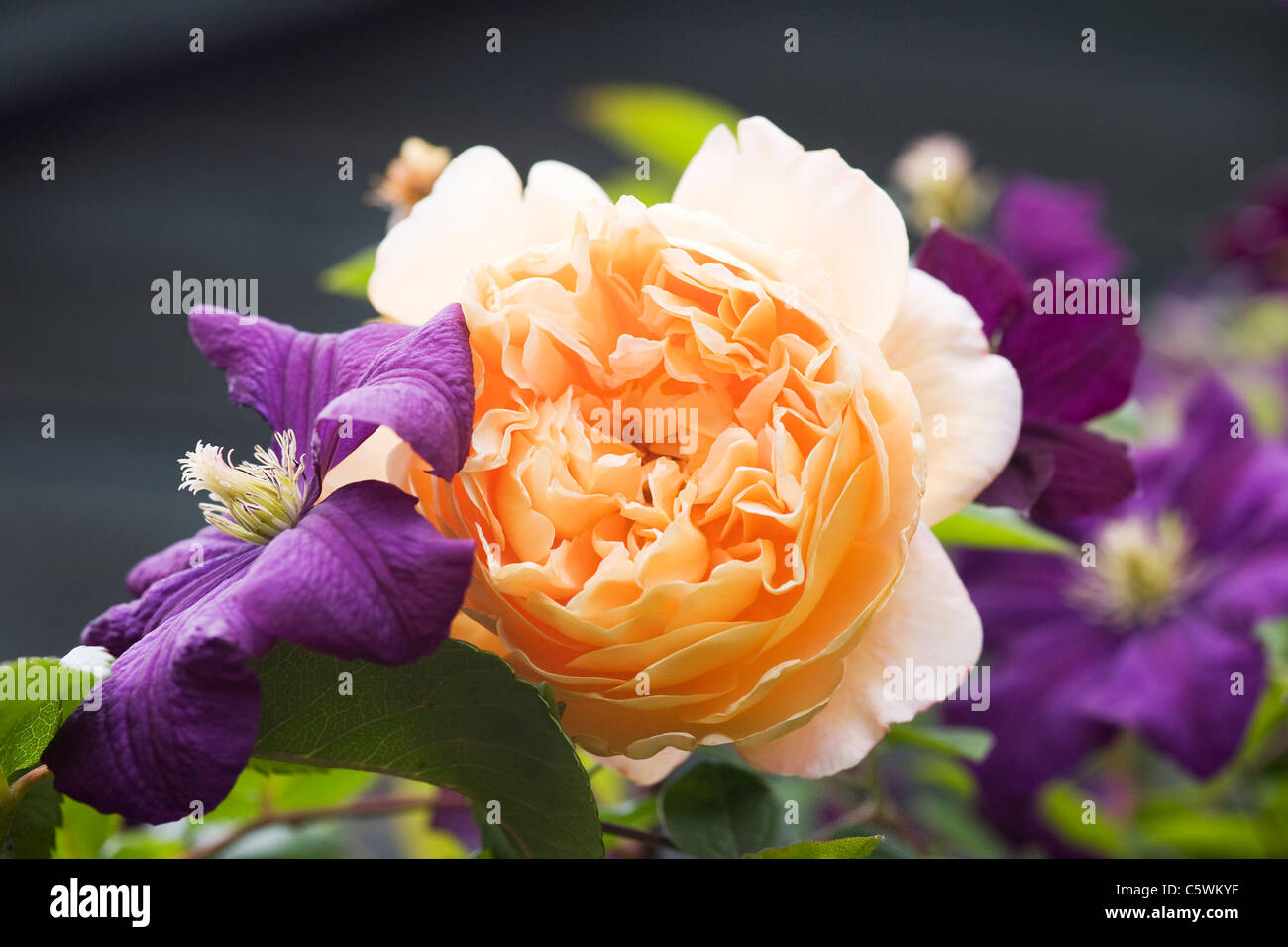 Rosa 'Crown Princess Margareta Clematis viticella' avec 'Etoile Violette'. Banque D'Images