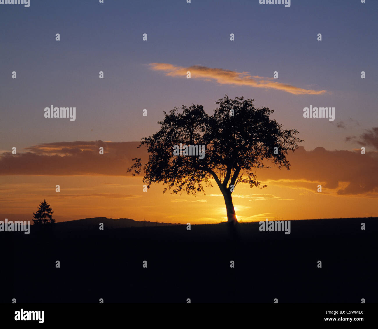Natur, freistehender Laubbaum im Sonnenuntergang, Abendrot und Wolkenhimmel, Deutschland Banque D'Images