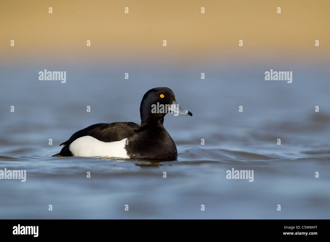 Fuligule morillon (Aythya fuligula), mâle adulte sur l'eau. Banque D'Images