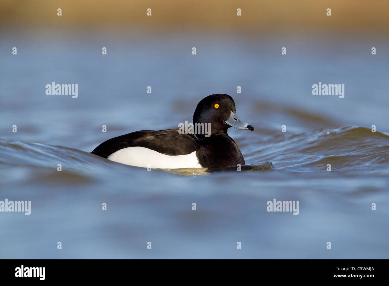 Fuligule morillon (Aythya fuligula), mâle adulte sur l'eau. Banque D'Images