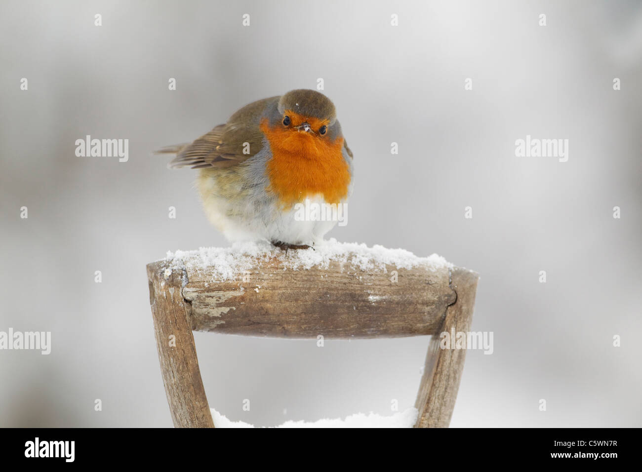 Robin (Erithacus rubecula aux abords), adulte perché sur spade poignée dans la neige. Banque D'Images