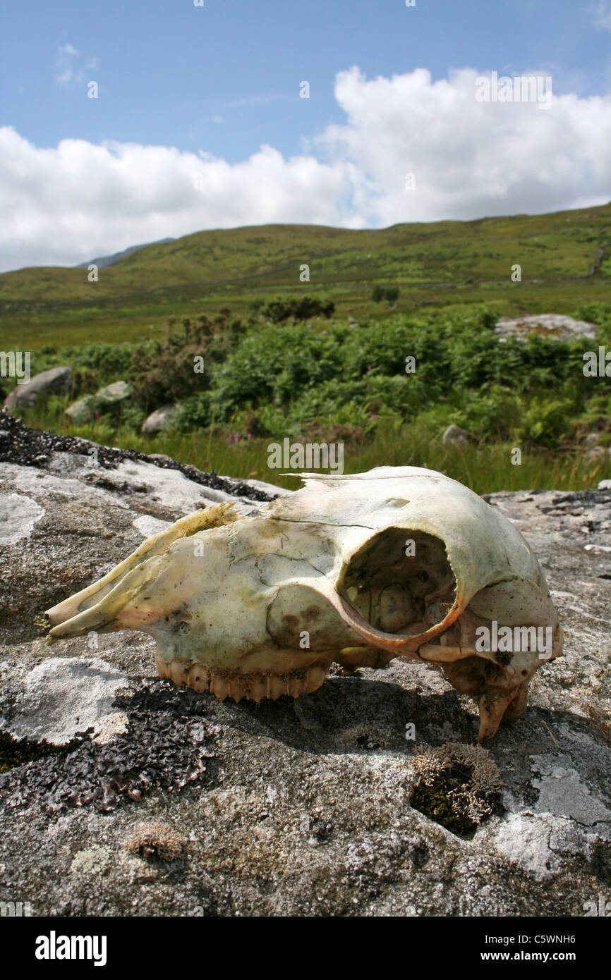Crâne de mouton sur un rocher dans la vallée Llafar Galles Banque D'Images