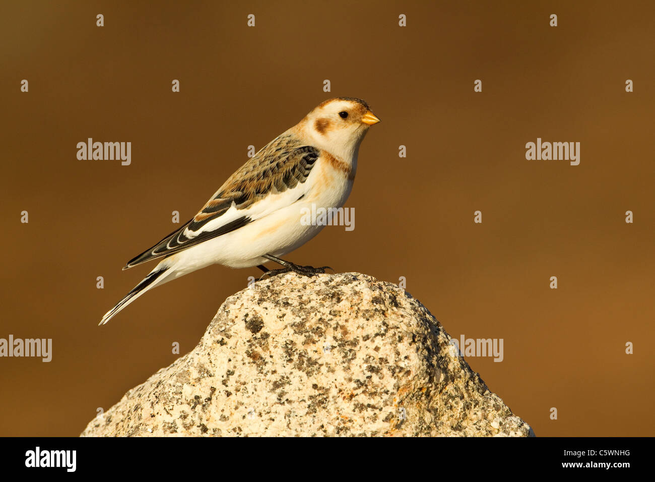 Bruant des neiges (Plectrophenax nivalis). Mâle en plumage d'hiver perché sur le roc, l'Écosse. Banque D'Images Bruant des neiges (Plectrophenax nivalis). Mâle en plumage d'hiver perché sur le roc, l'Écosse. Banque D'Images