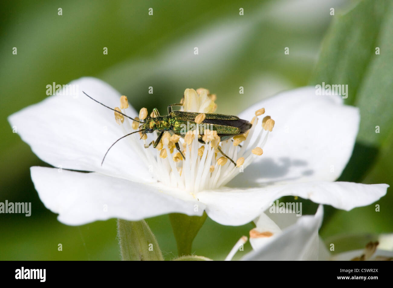 Fleur femelle pattes épaisses Beetle Oedemera nobilis seule femelle adulte reposant sur fleur Dorset, Royaume Uni Banque D'Images