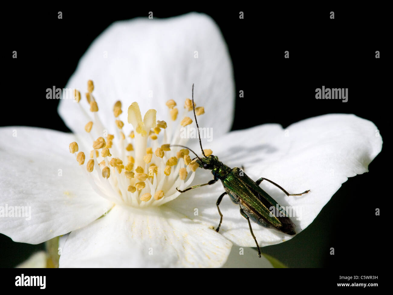 Fleur femelle pattes épaisses Beetle Oedemera nobilis seule femelle adulte mange une fleur Dorset, UK Banque D'Images