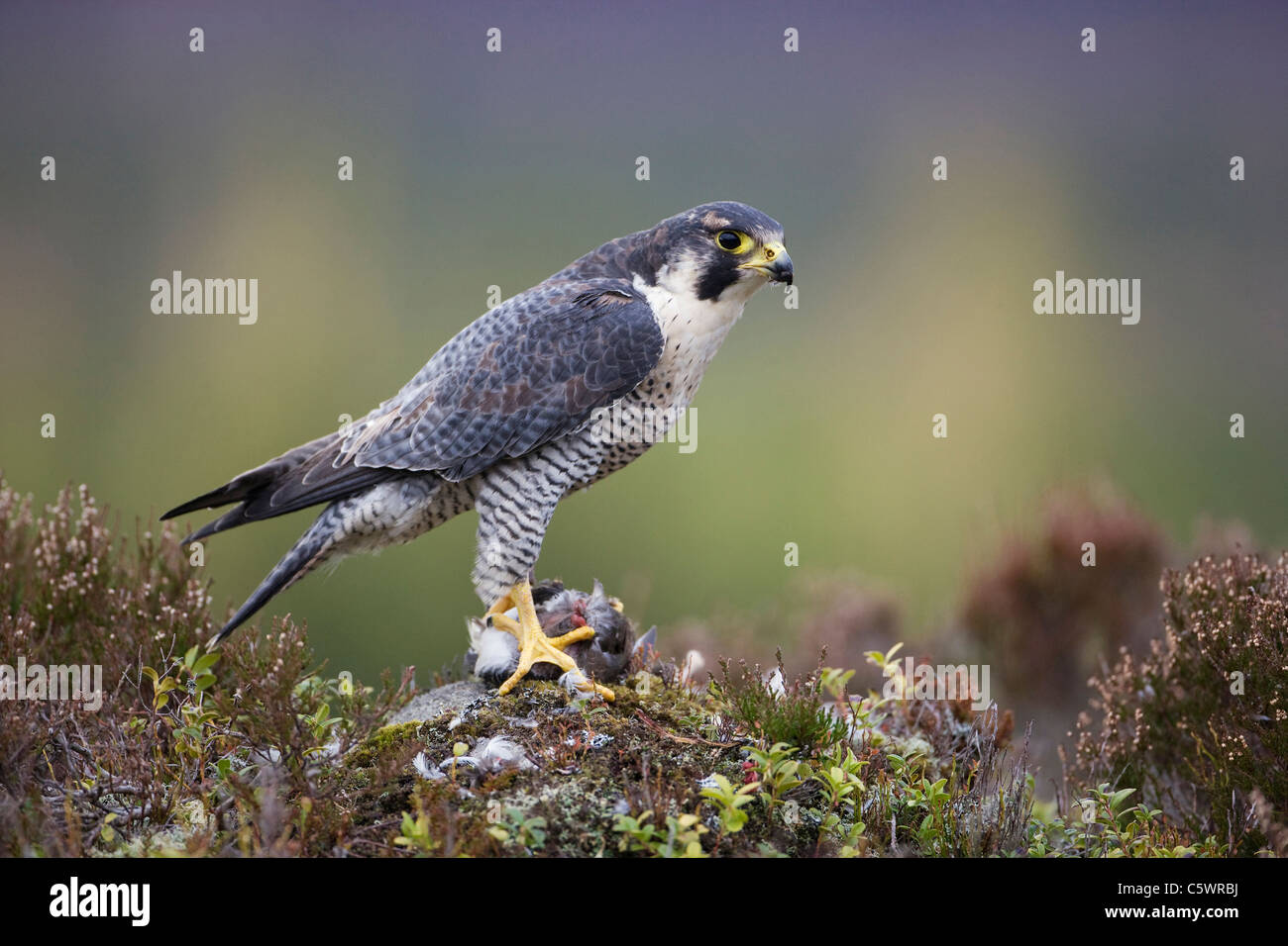 Le faucon pèlerin (Falco peregrinus). Des profils sur la lande avec les proies. Banque D'Images