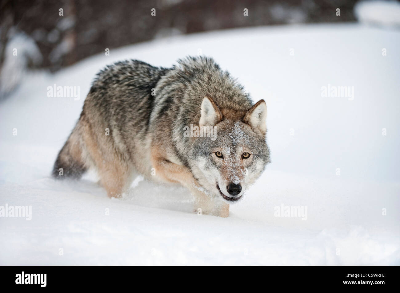 Le loup gris d'Europe (Canis lupus). Femelle Alpha marcher dans la neige  (prises dans des conditions contrôlées). La Norvège Photo Stock - Alamy