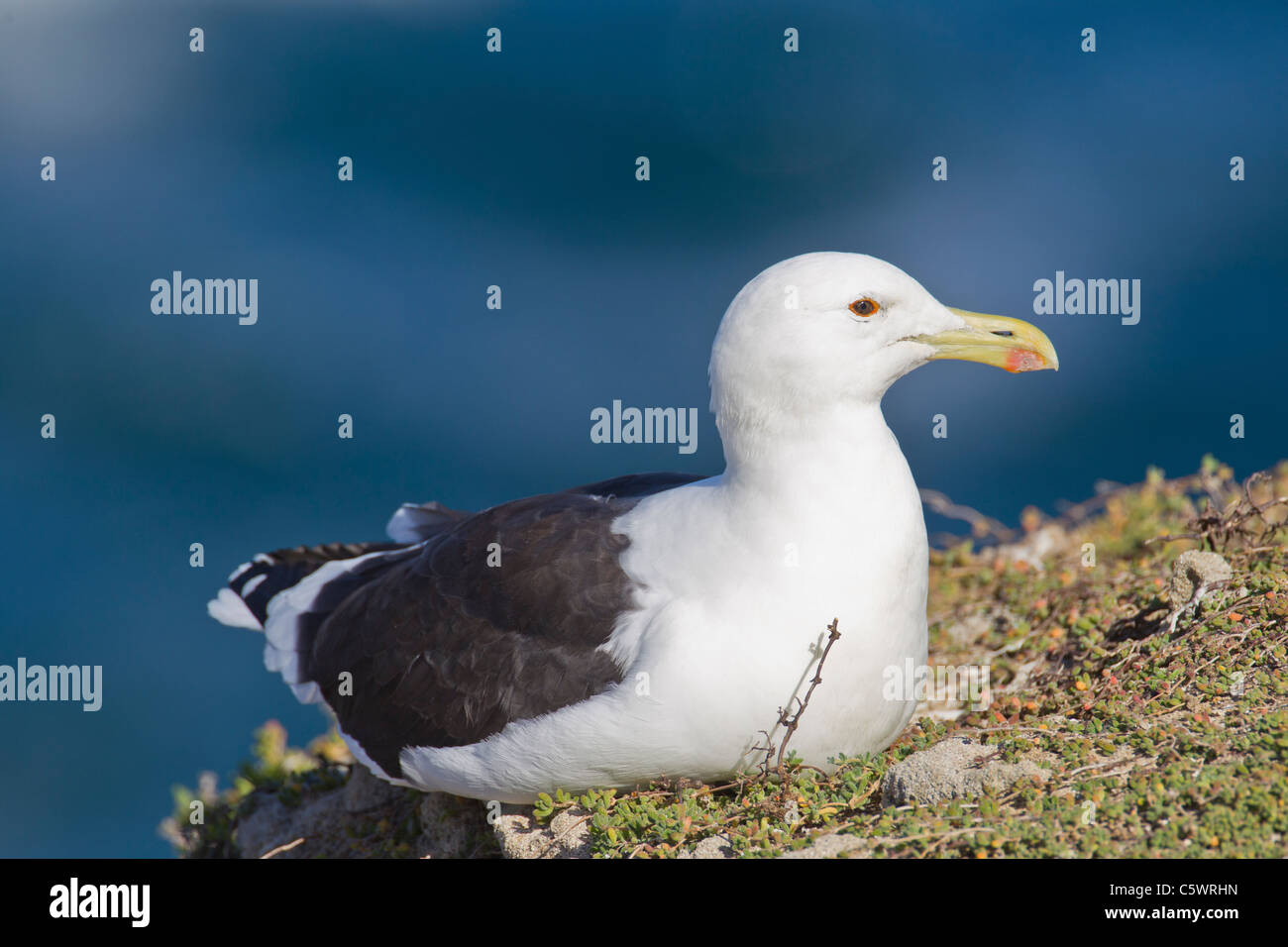 Cap Gull (Larus vetula) à la Réserve Naturelle de Robberg en Afrique du Sud. Banque D'Images