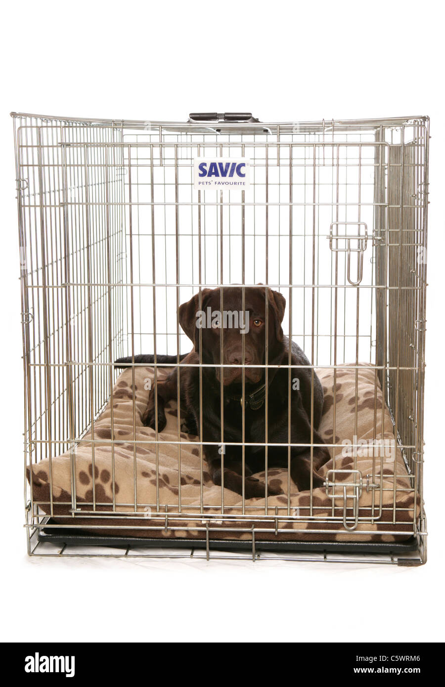 Labrador Retriever adulte seul dans une cage dans un studio UK Banque D'Images