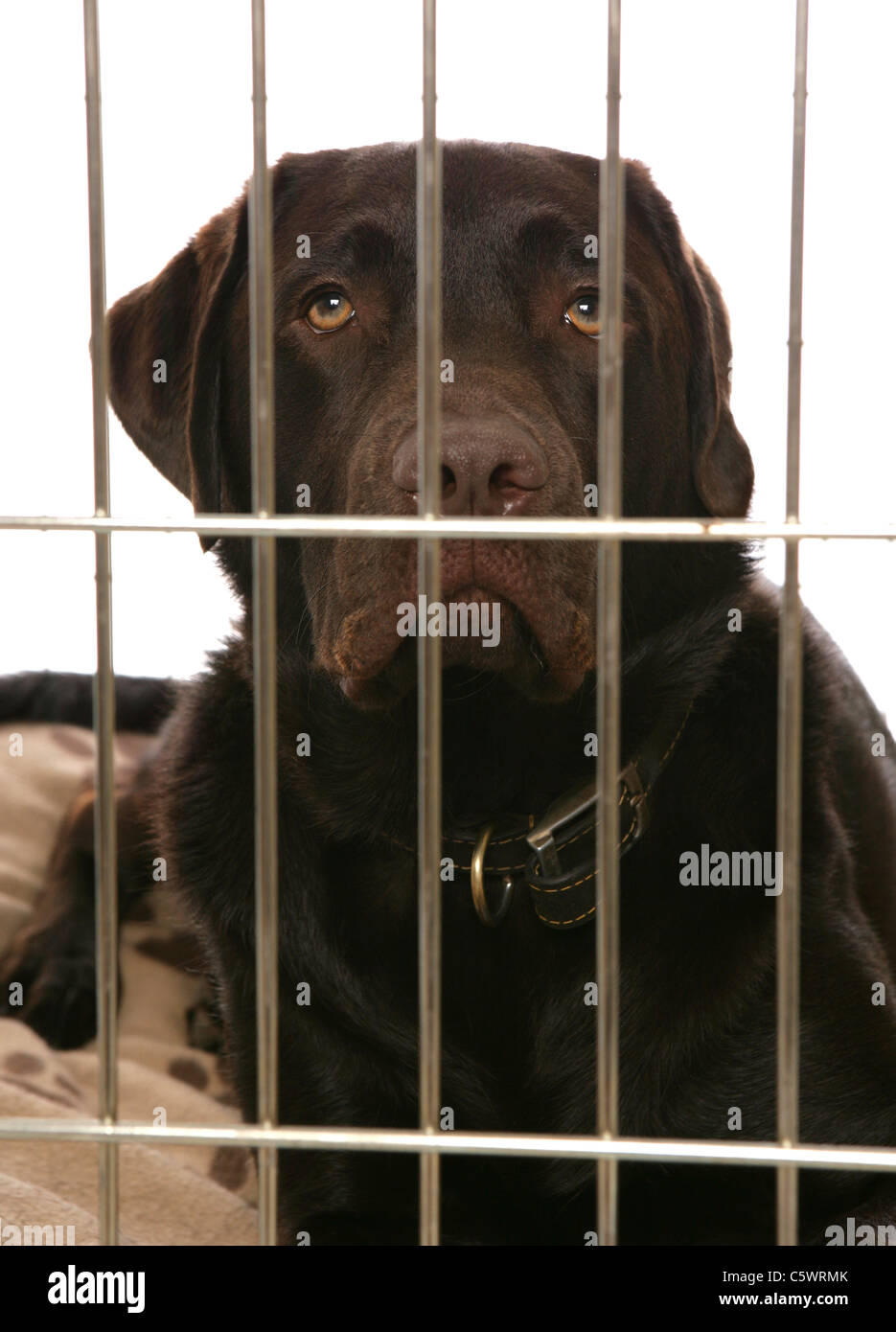 Labrador Retriever adulte seul dans une cage dans un studio UK Banque D'Images