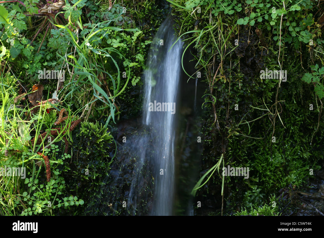 Une source apparaît dans la roche couverte par la végétation (parc Normandie-maine, Orne, Normandie, France). Banque D'Images