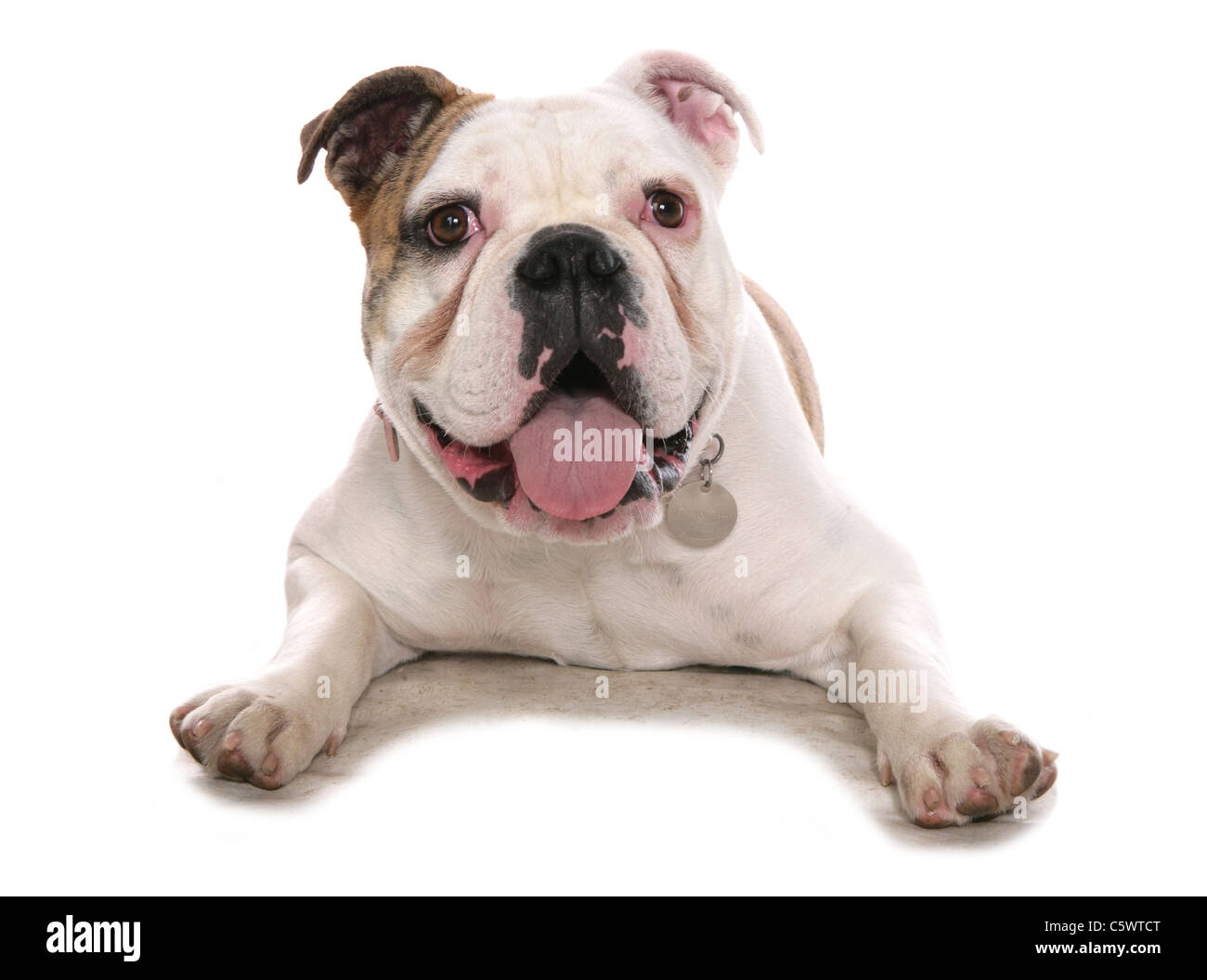 Old Tyme bulldog adulte seul pose en studio UK Banque D'Images