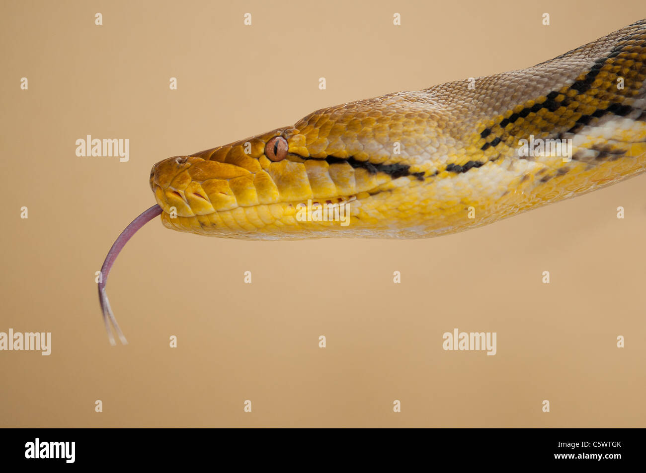 Un portrait d'un python jaune tête sur le motif de son évolution avec ...
