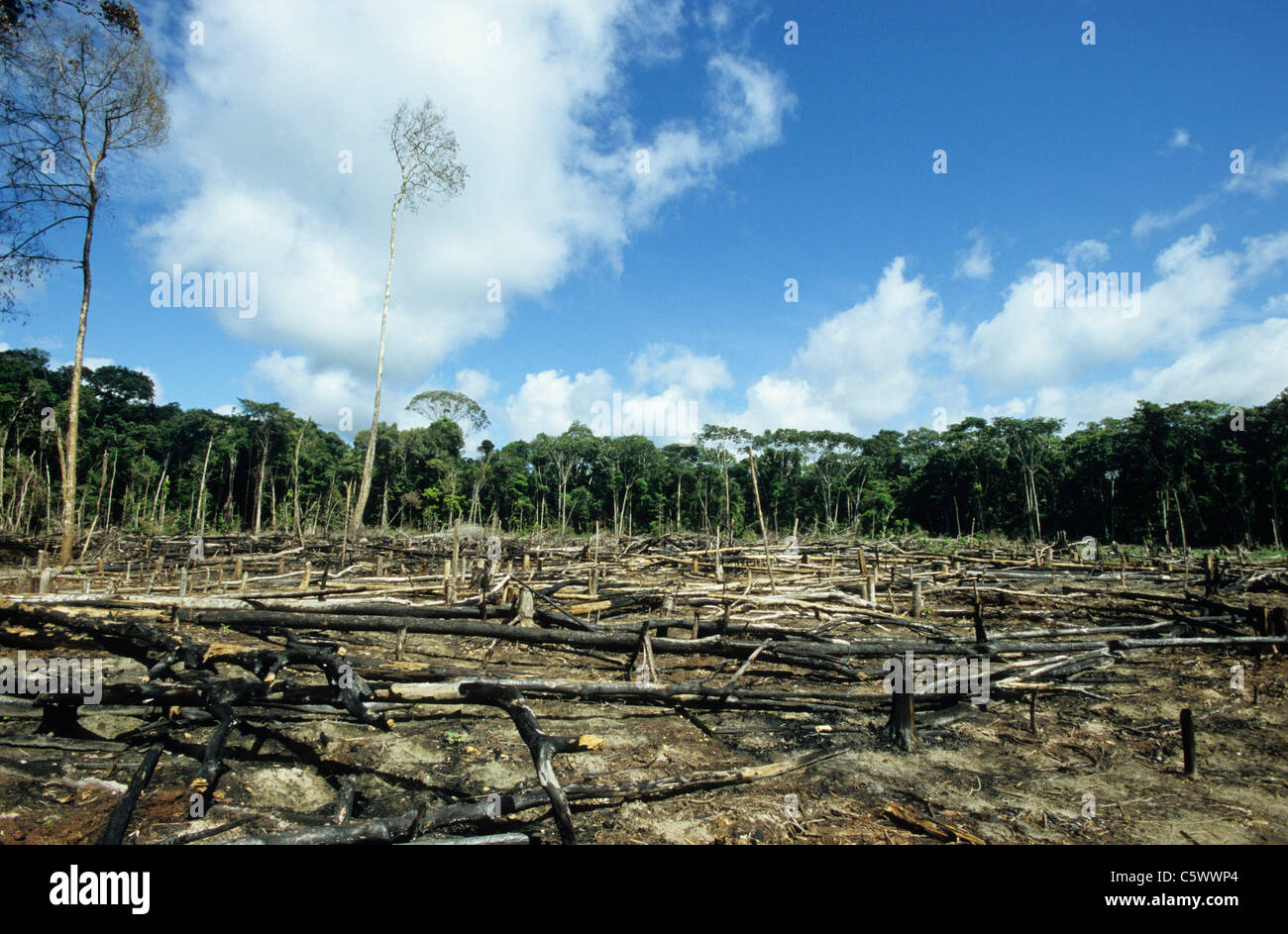 Brésil Amazon, Amazonas, Eirunepe, slash and burn, brûlé et déboisées près de river Jurua forêt tropicale Banque D'Images