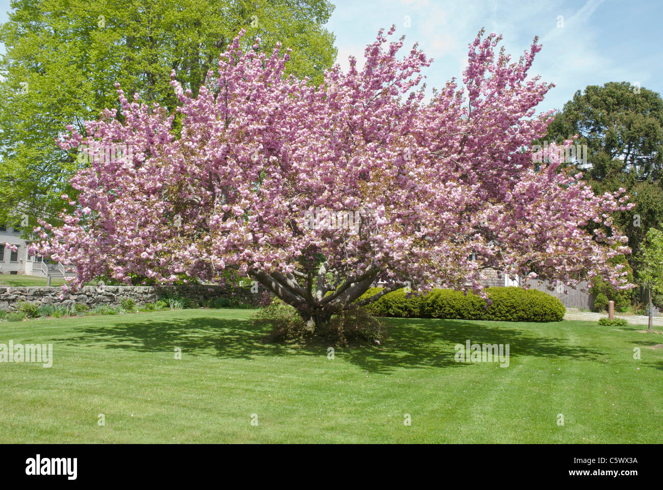 Cette superbe magnolia en fleurs est un des nombreux dans la région de Adamsville, Massachusetts. Banque D'Images