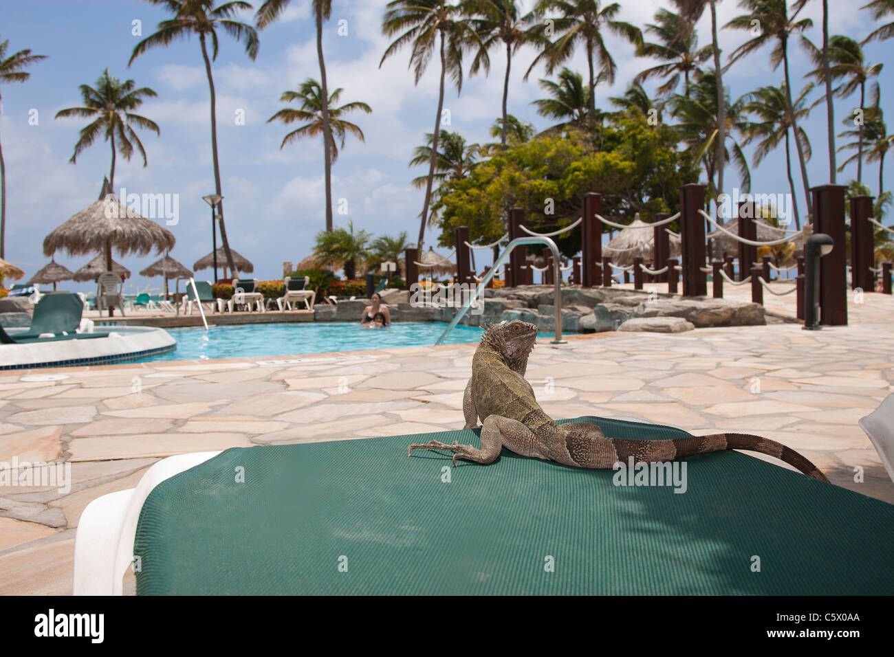 Iguane vert sauvage assis sur un transat au bord d'une piscine à l'Holiday Inn Sunspree Resort, Aruba, Antilles néerlandaises Banque D'Images Iguane vert sauvage assis sur un transat au bord d'une piscine à l'Holiday Inn Sunspree Resort, Aruba, Antilles néerlandaises Banque D'Images
