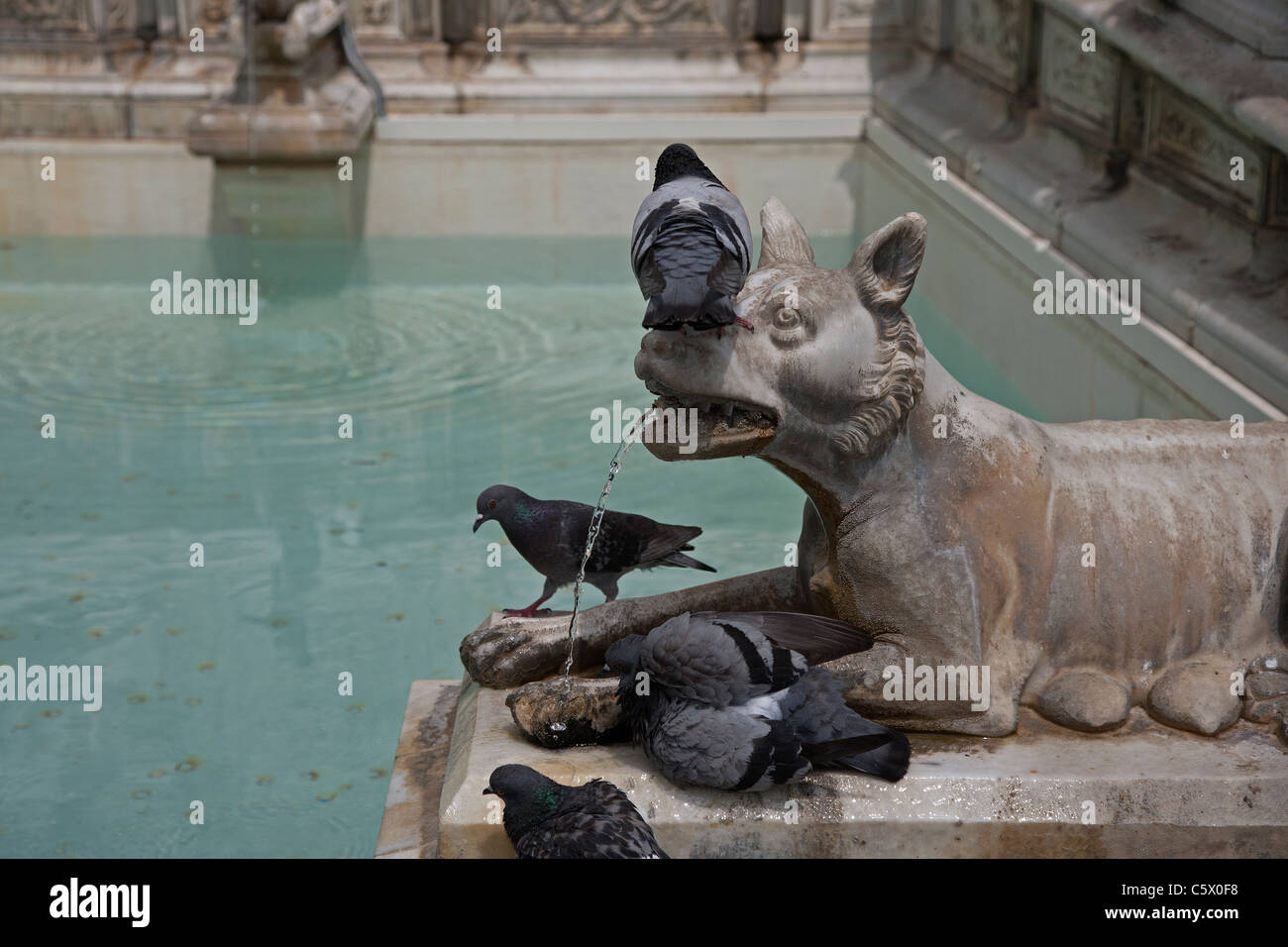 Les pigeons de boire à la fontaine Fonte Gaia, conçu par Jacopo della Quercia autour de 1419 Sienne Toscane Italie Banque D'Images