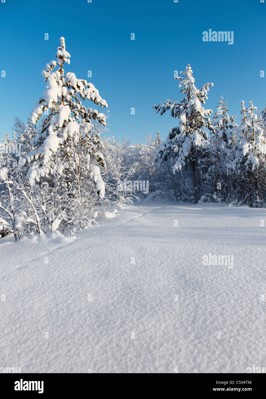 Snowy winter forest - un paysage d'hiver verticale Banque D'Images