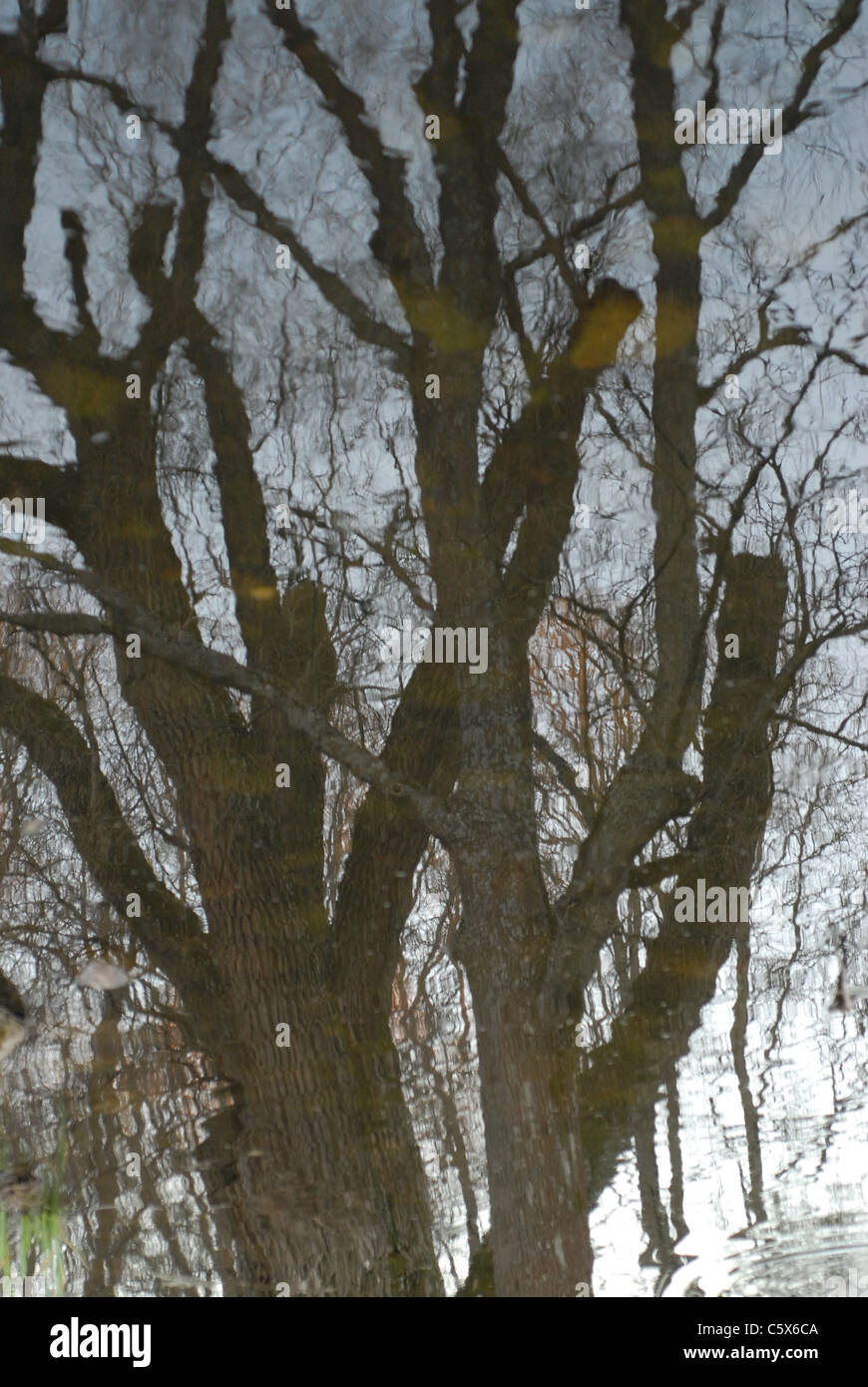 Reflet des arbres dans l'eau. Banque D'Images