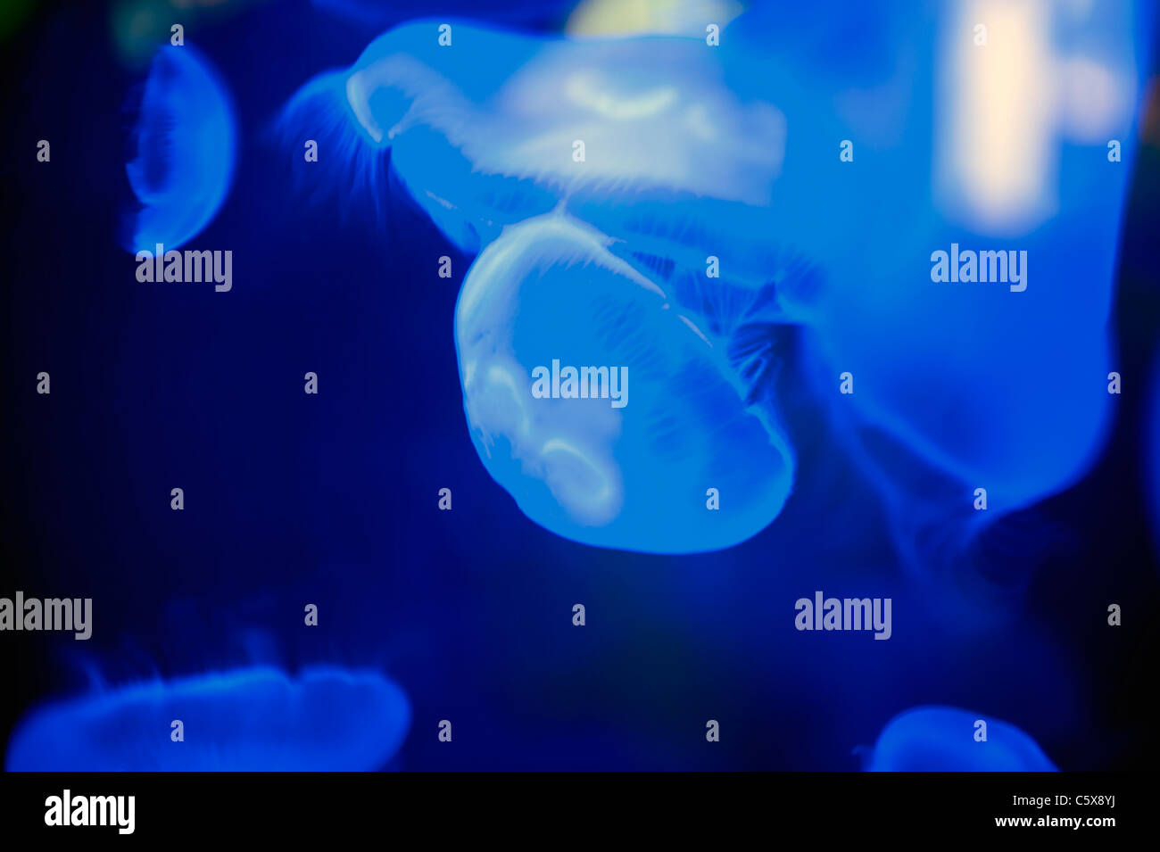 Un groupe de méduses dans un réservoir à London Zoo Aquarium. Banque D'Images