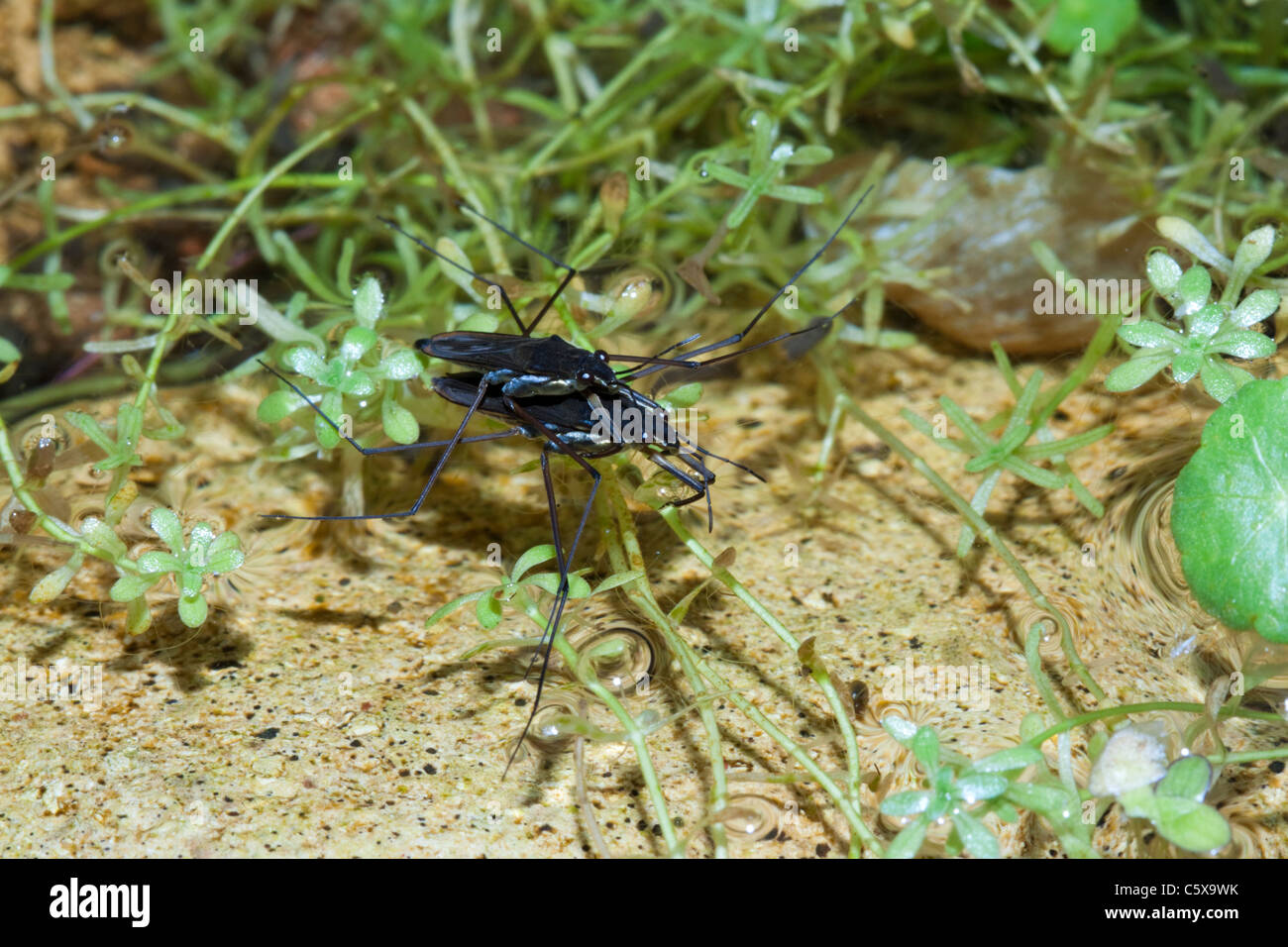 Étang (pondskater patineur Gerris lacustris), jardin, étang, Kent, Angleterre Banque D'Images