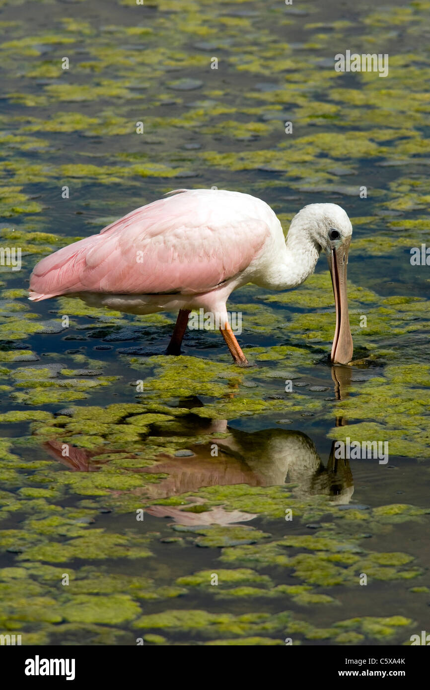 Roseate Spoonbill (juvénile) - Green Cay Wetlands - Delray Beach en Floride, USA Banque D'Images