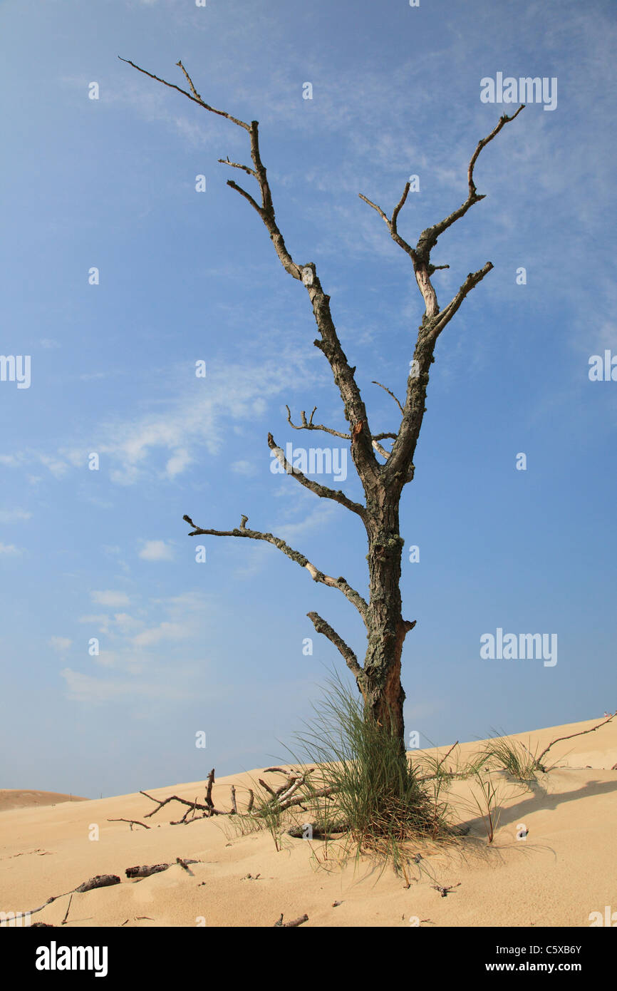 Les dunes mobiles, Słowinski Parc National près de Leba, Pologne Banque D'Images