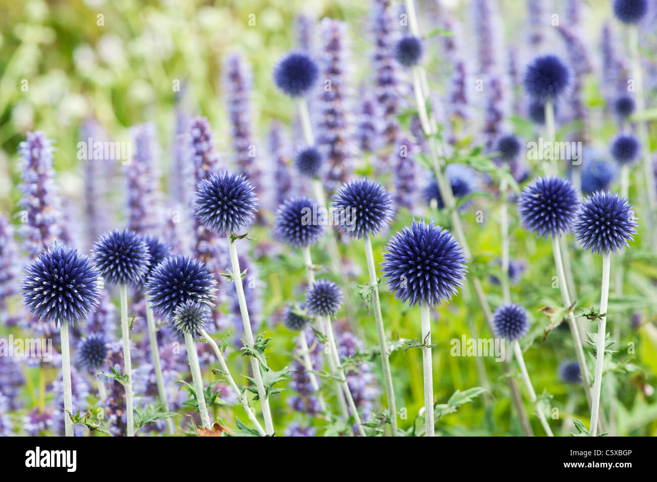 Echinops ritro veitchs bleu. Globe thistle fleurs dans un jardin anglais Banque D'Images