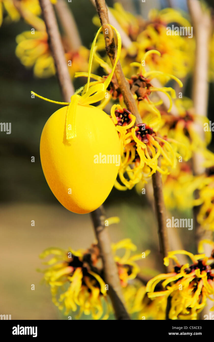 Osterstrauch Hamamelis - hamamelis arbuste de Pâques 05 Banque D'Images