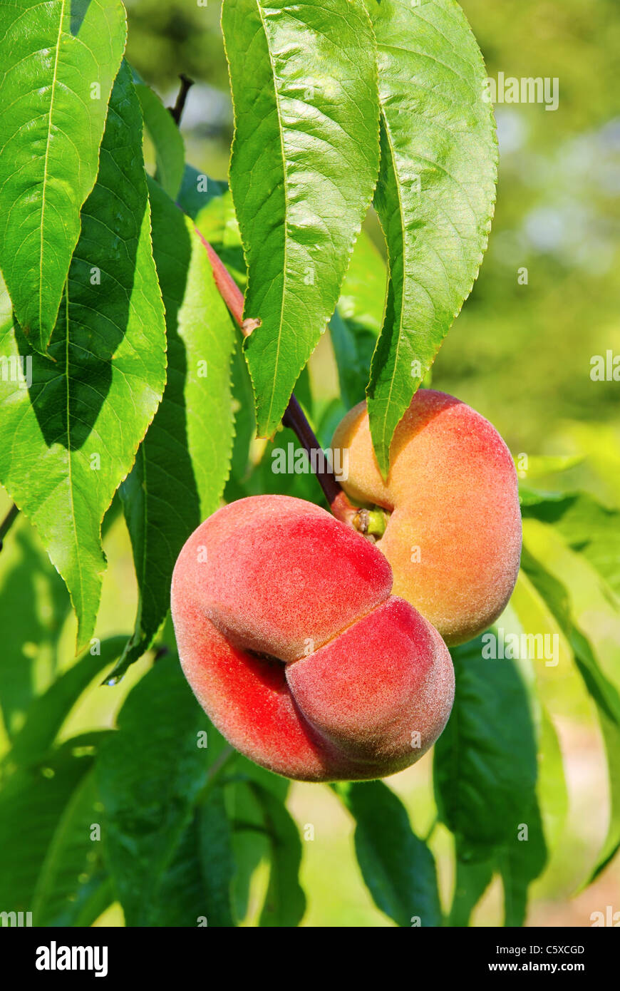 Plattpfirsich - saturne peach 03 Banque D'Images