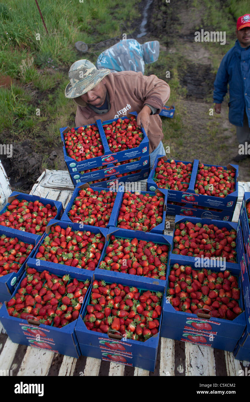 Fraises biologiques Swanton BerryFarm Banque D'Images