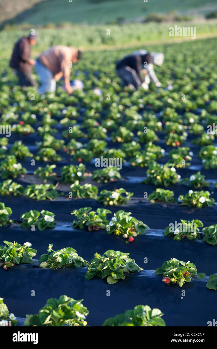 Fraises biologiques Swanton BerryFarm Banque D'Images