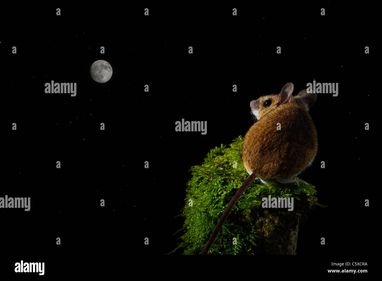-Woodmouse Apodemus sylvaticus Banque D'Images