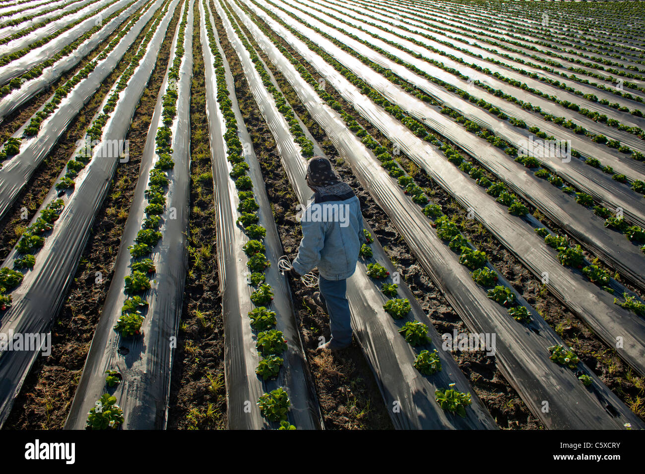 Fraise bio Agriculture, Californie, Swanton Berry Farms Banque D'Images