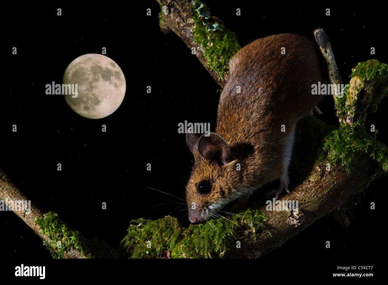 -Woodmouse Apodemus sylvaticus Banque D'Images