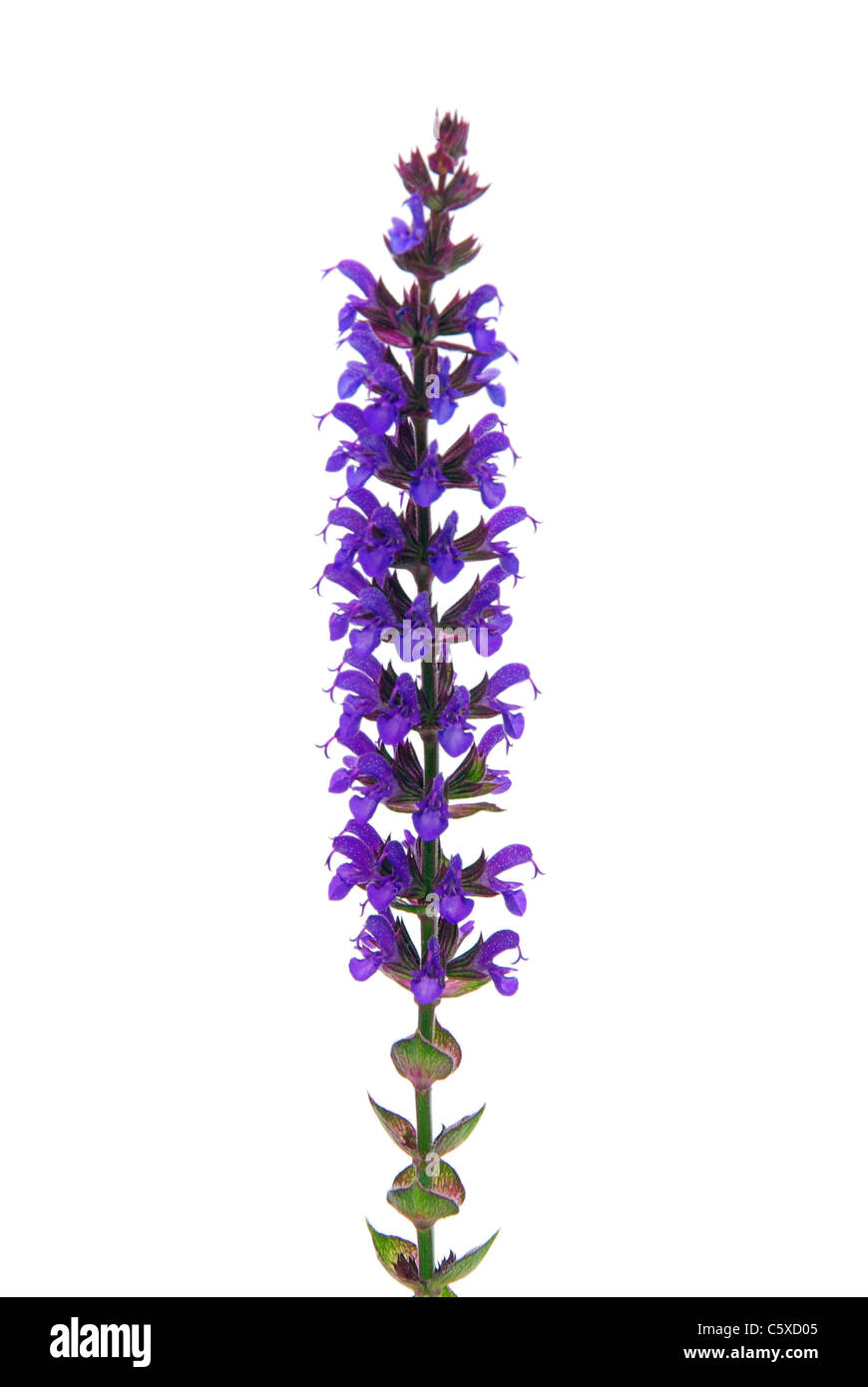 Salbeiblüte - sage freigestellt flower isolated 01 Banque D'Images